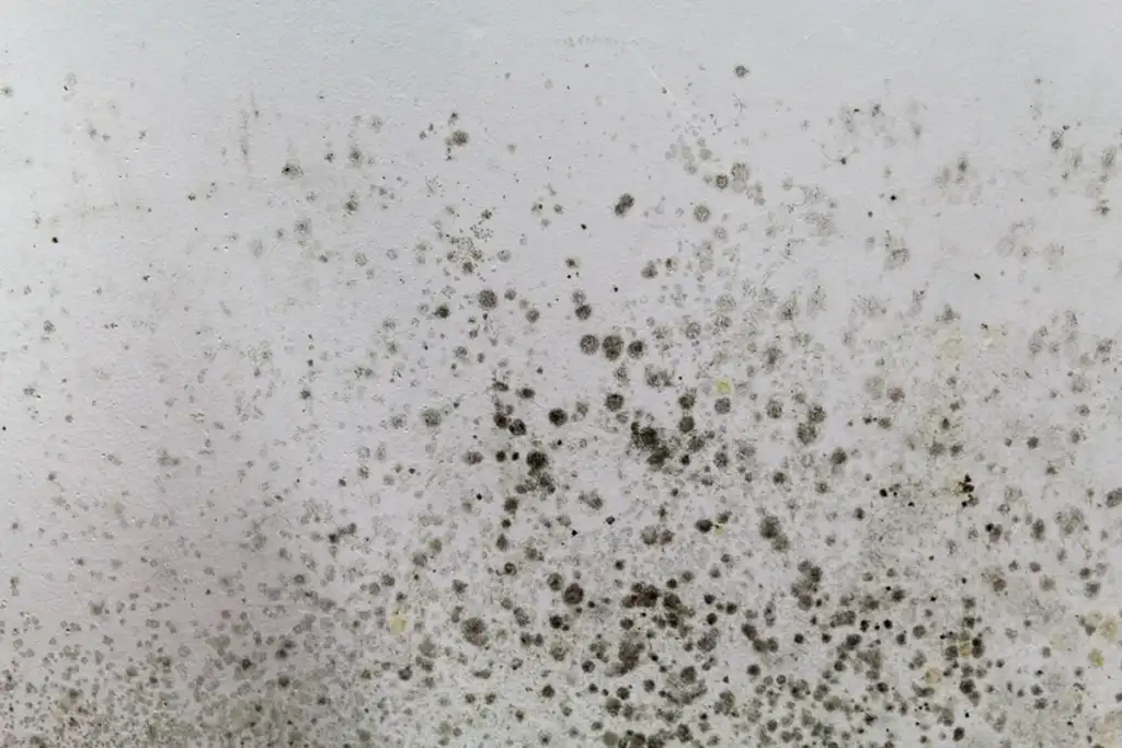 how to get rid of airborne mold spores